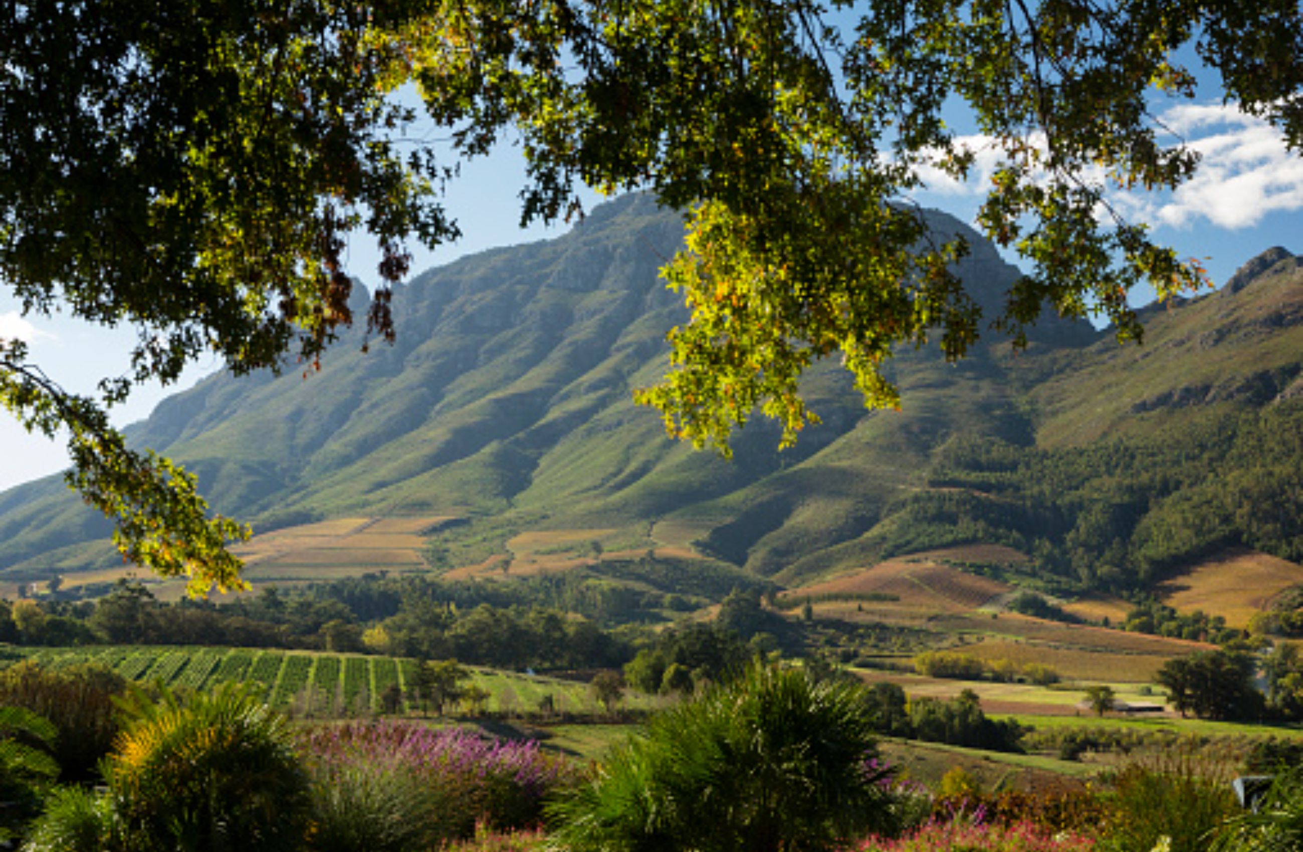 A vineyard overlooked by a tall lush mountain range in South Africa