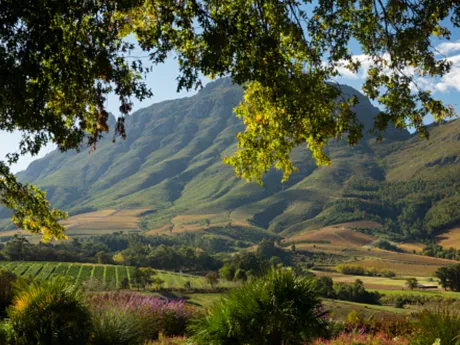 A vineyard overlooked by a tall lush mountain range in South Africa