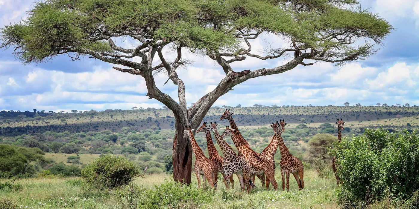 African Safari Adventure Guided Tour