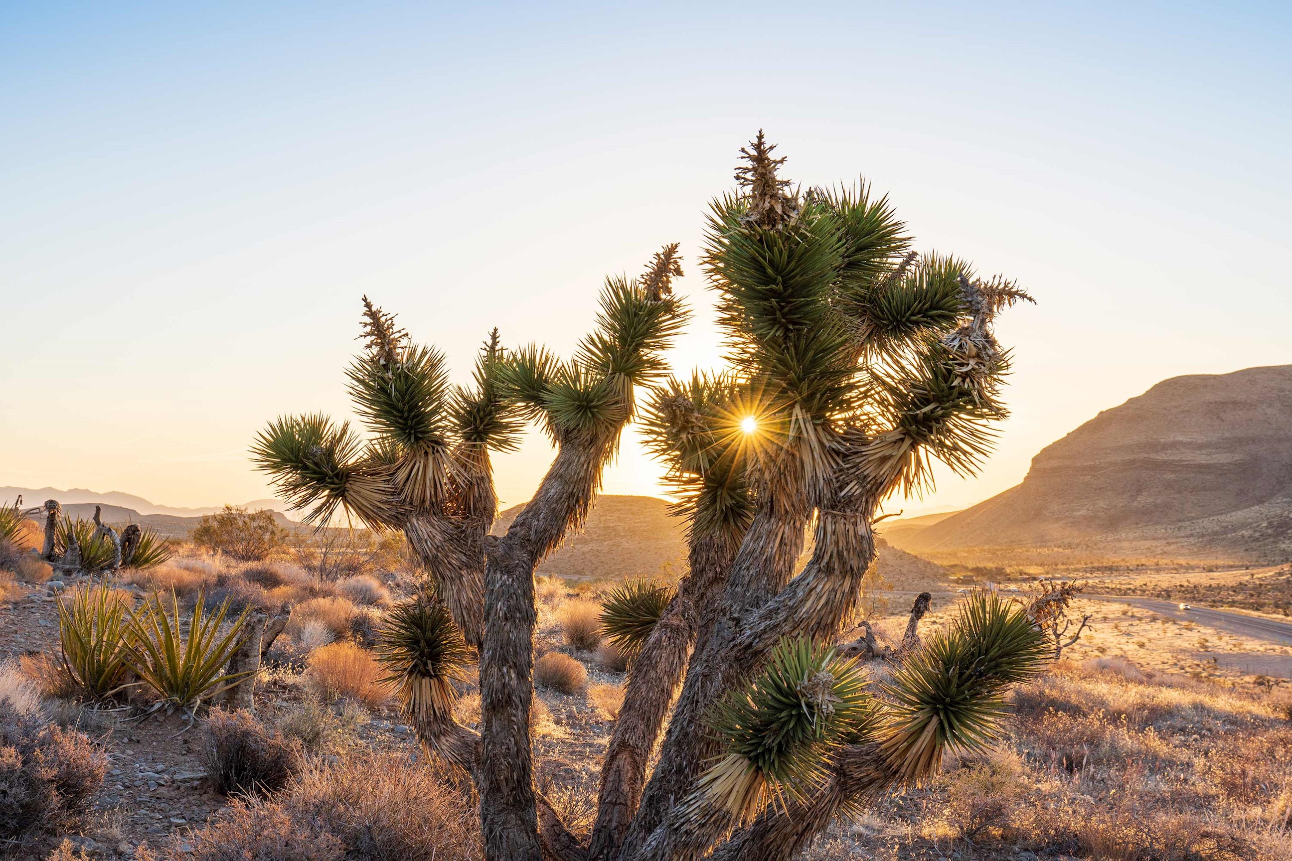 Joshua Tree in Las Vegas, USA