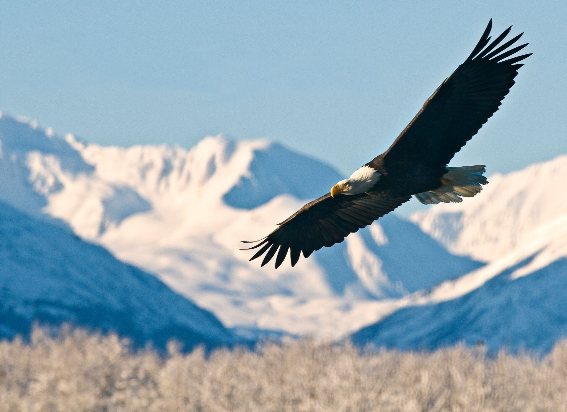 Bald Eagle Haliaeetus Leucocephalus over the mountains