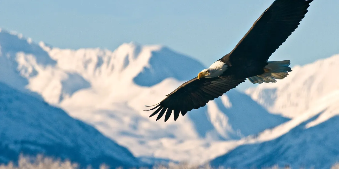 Bald Eagle Haliaeetus Leucocephalus over the mountains