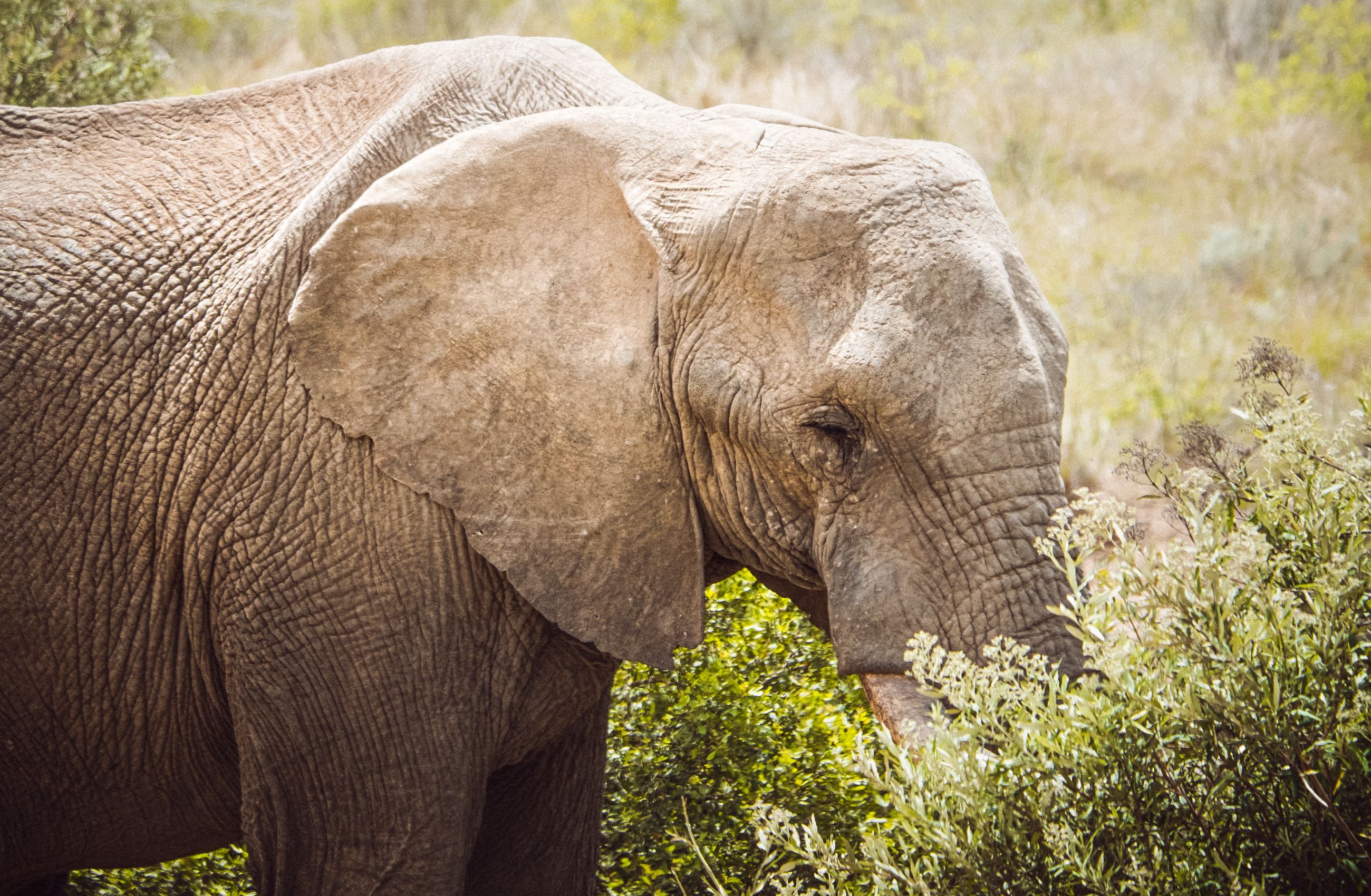 An elephant in a game reserve on the Garden Route in South Africa