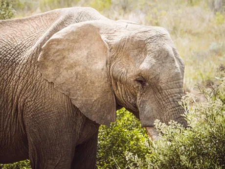 An elephant in a game reserve on the Garden Route in South Africa