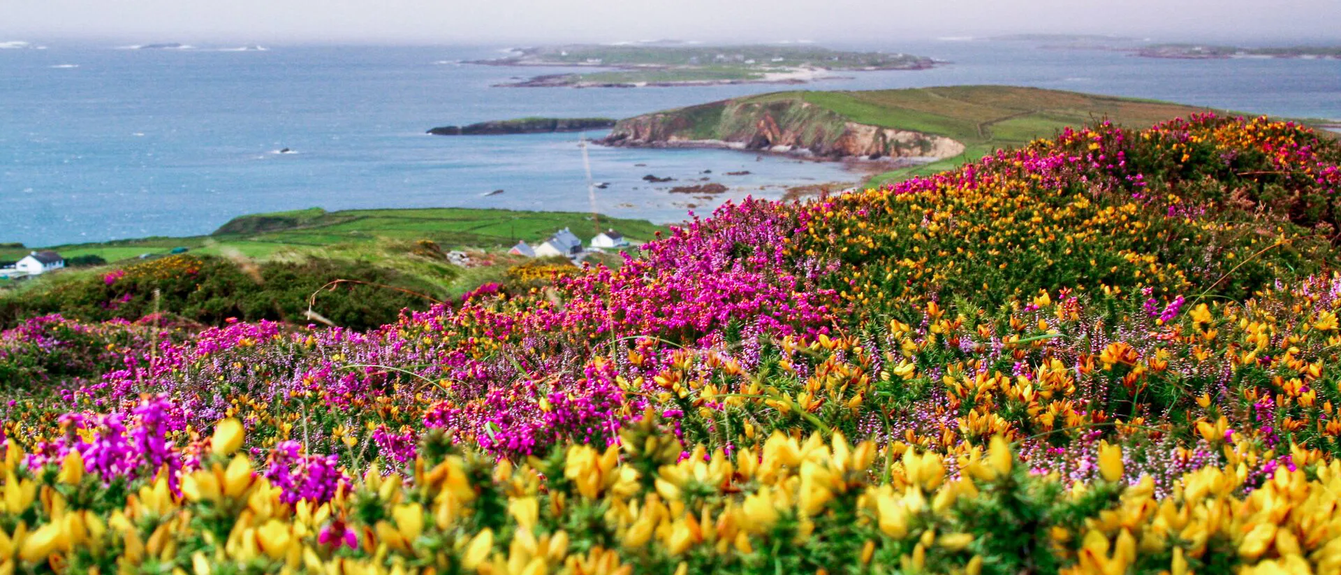 Colourful heather in Galway, Ireland leading out to sea