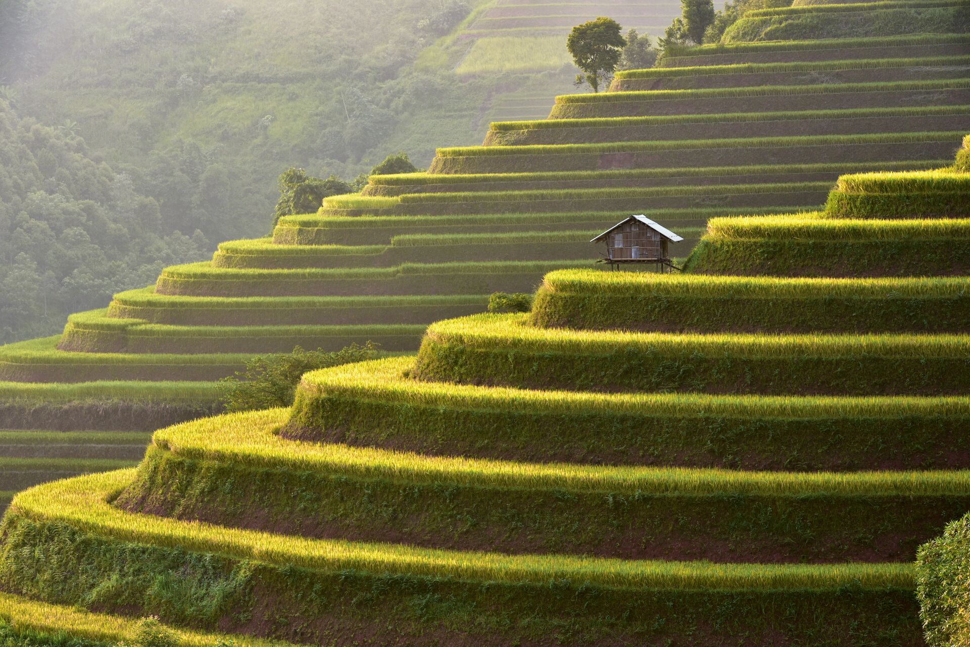 Green Rice fields hill Asia