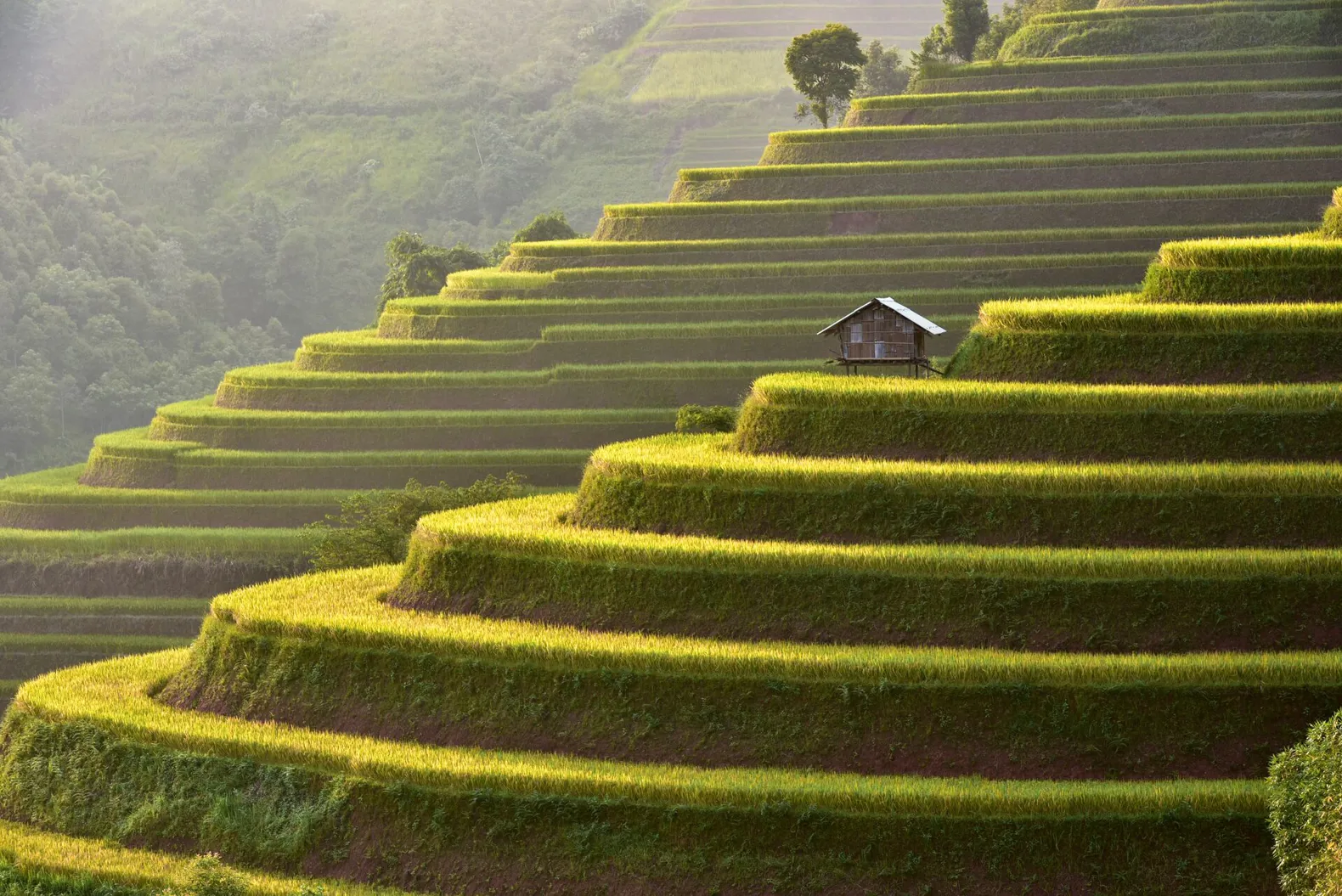 Green Rice fields hill Asia