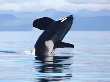An orca breaching out of the water in Victoria, Canada