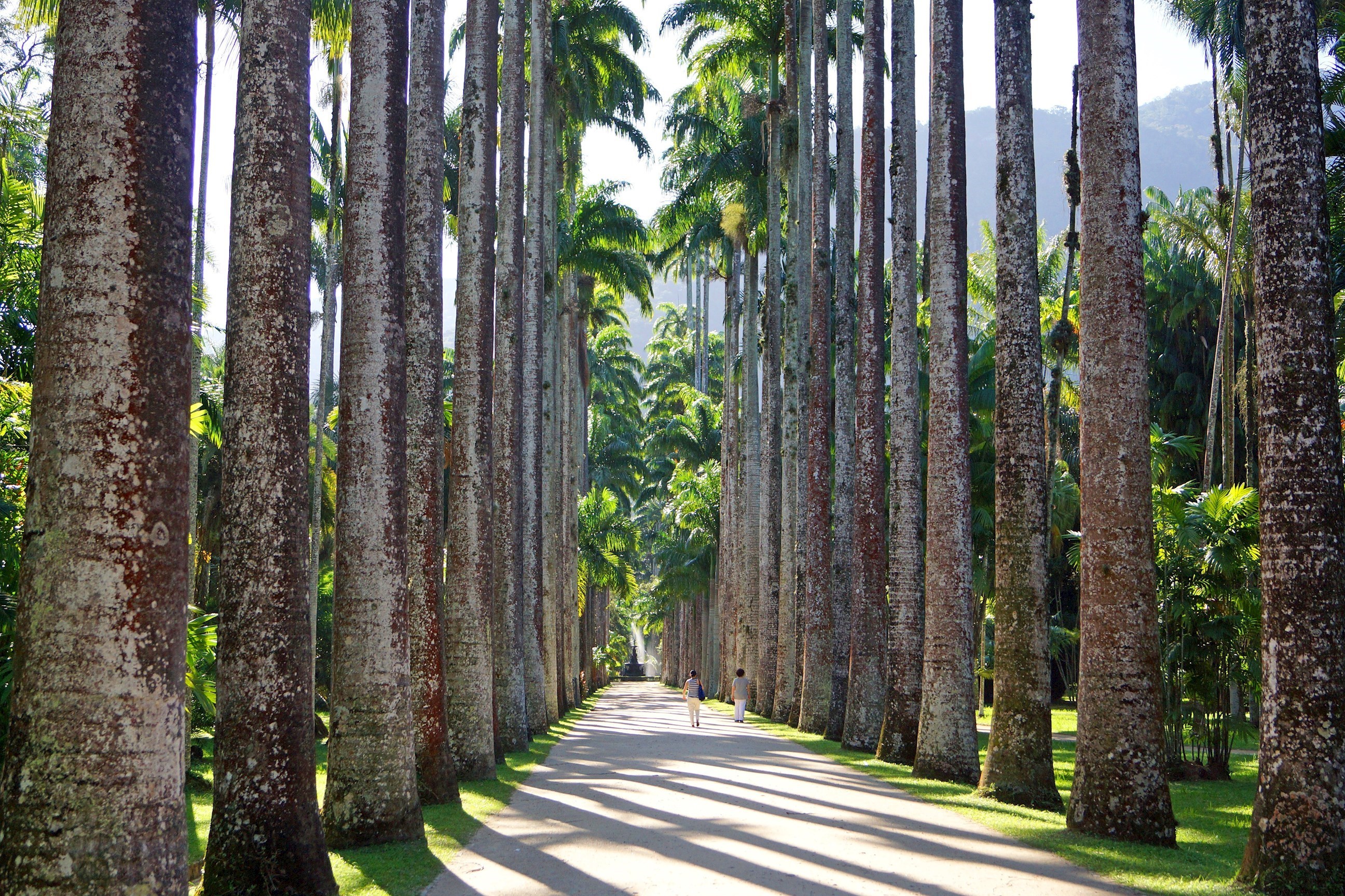 jardim-botanico-do-rio-de-janeiro-brazil.jpg