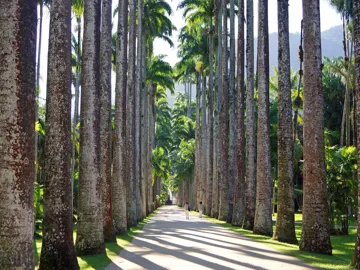 Scenic view of people walking through Jardim Botanico Do in Rio De Janeiro, Brazil
