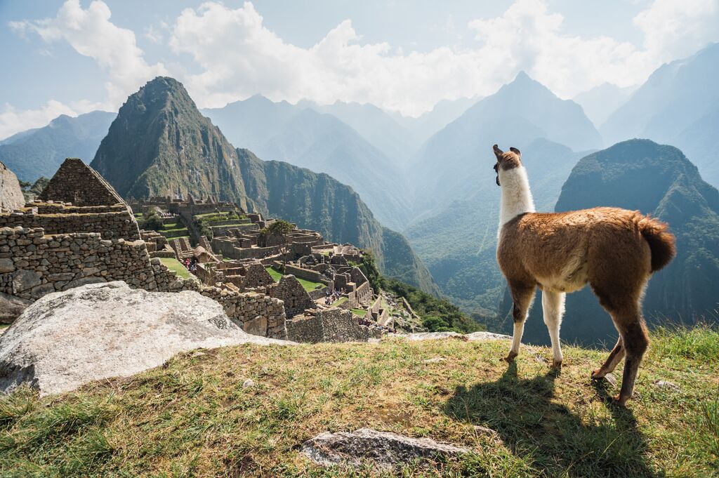 medium-llama-overlooking-ruins-of-the-ancient-city-of-machu-picchu-peru-1003869858.jpg