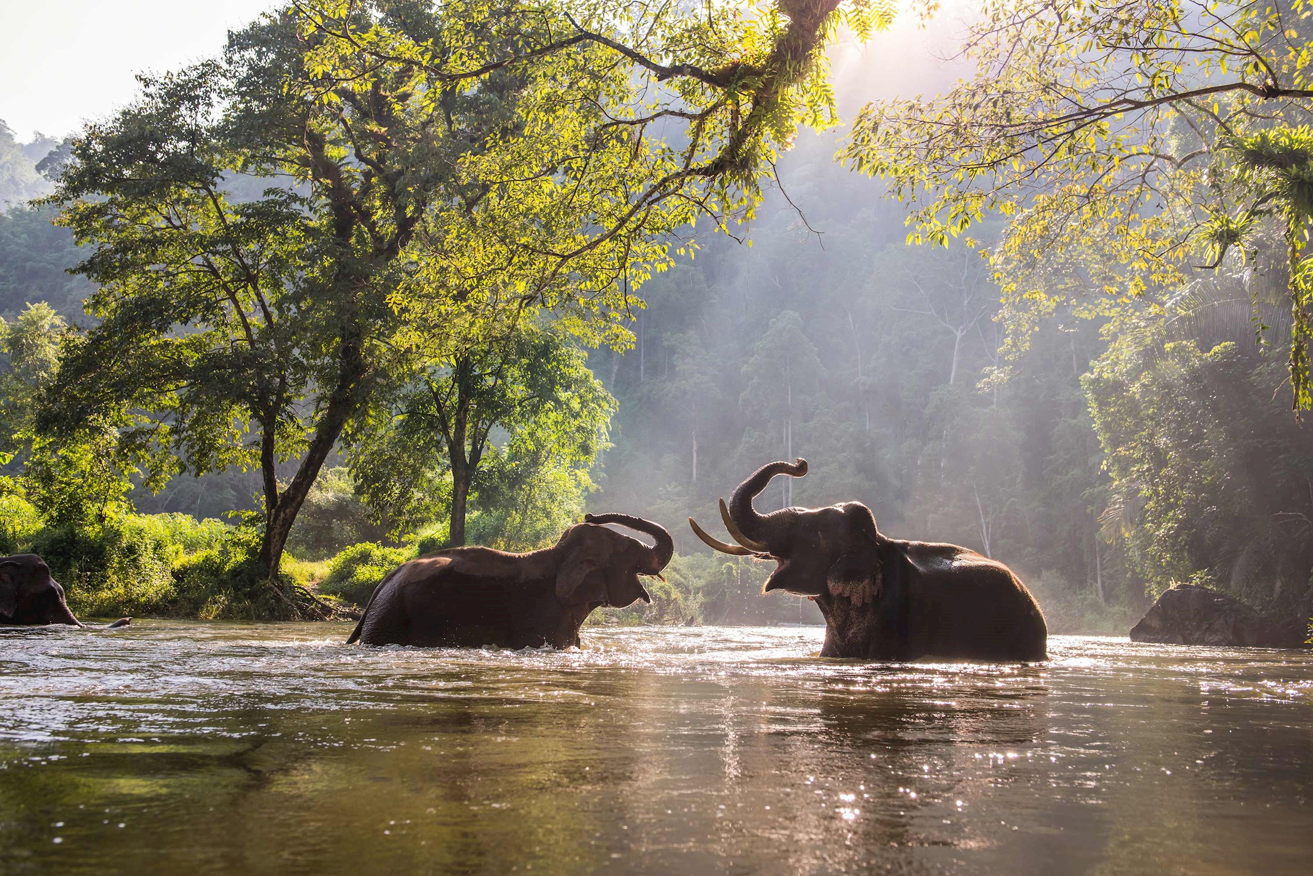 elephants-chiang-mai-thailand.jpg