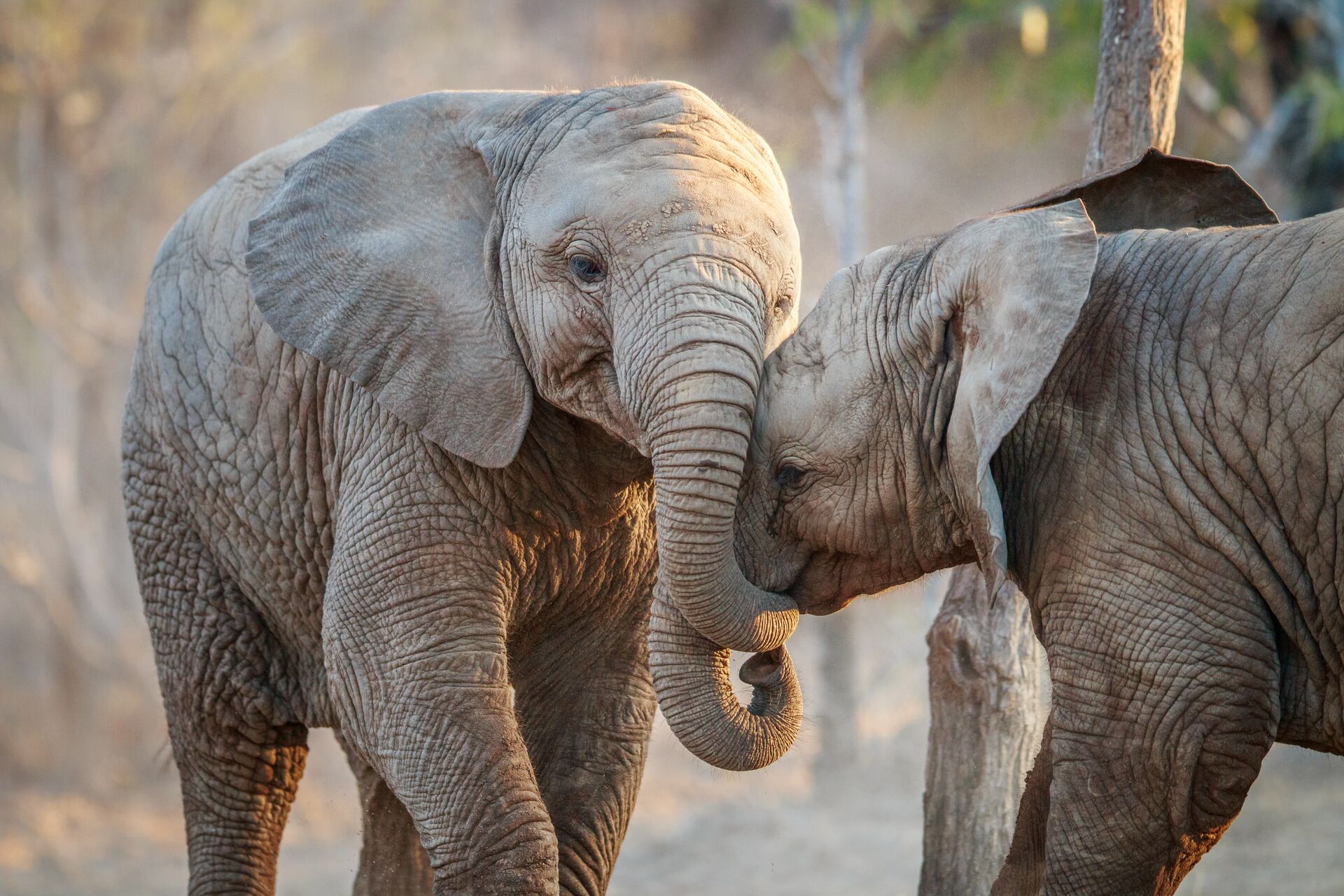 Two Elephants Playing, Africa