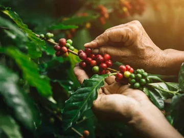 Coffee Beans in Monteverde, Costa Rica