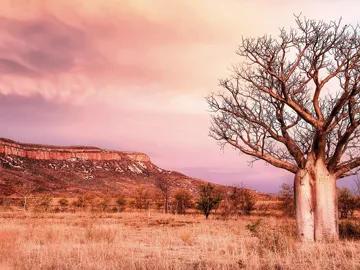 western-australia-boab-tree-the-kimberleys-cockburn-range-wpbd-hero.jpg