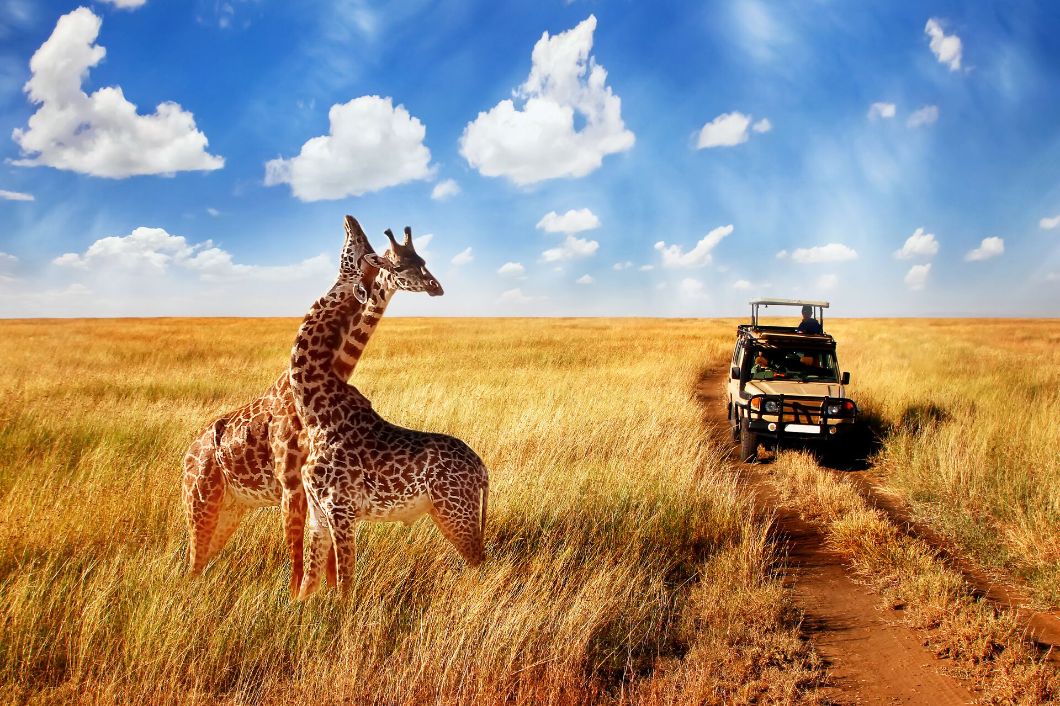 Group Of Wild Giraffes In African Savannah Against Blue Sky With Clouds Near The Road Tanzania National Park Serengeti