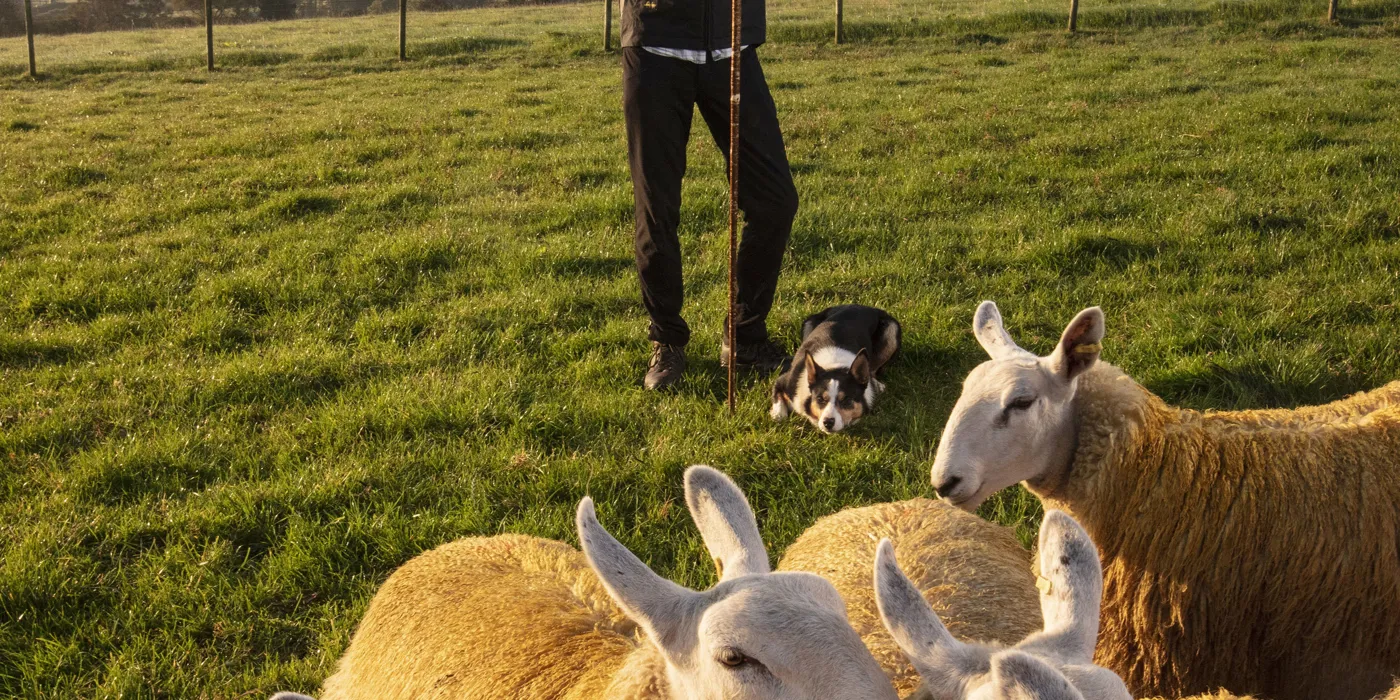 sheepdogs-at-work-glenshane-country-farm-maghera-northern-ireland.jpg