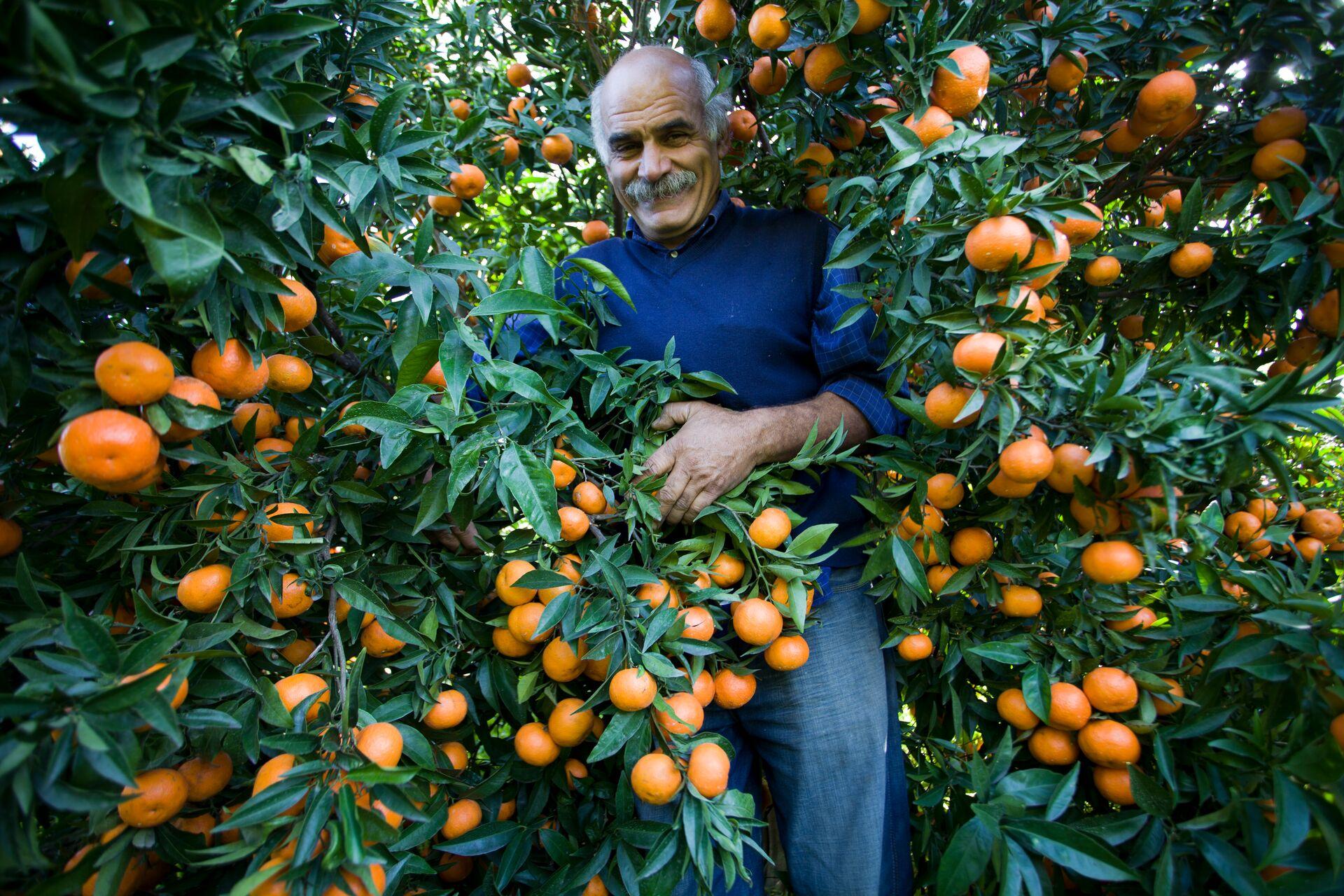 Man stood amongst Mandarins in Italy ahead of harvest