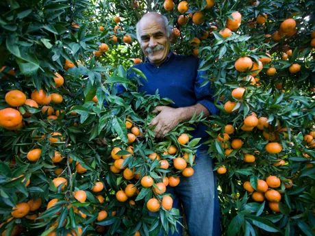 Man stood amongst Mandarins in Italy ahead of harvest