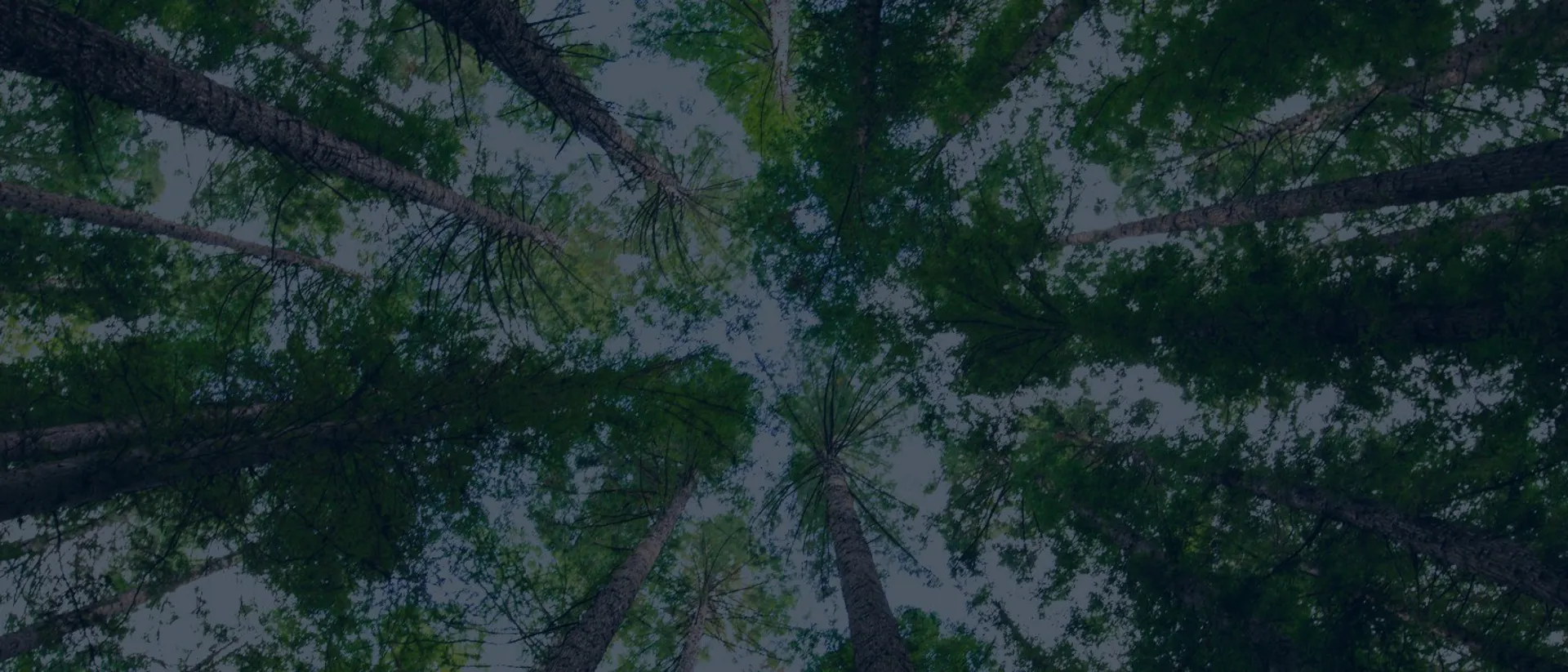 View through tree canopy