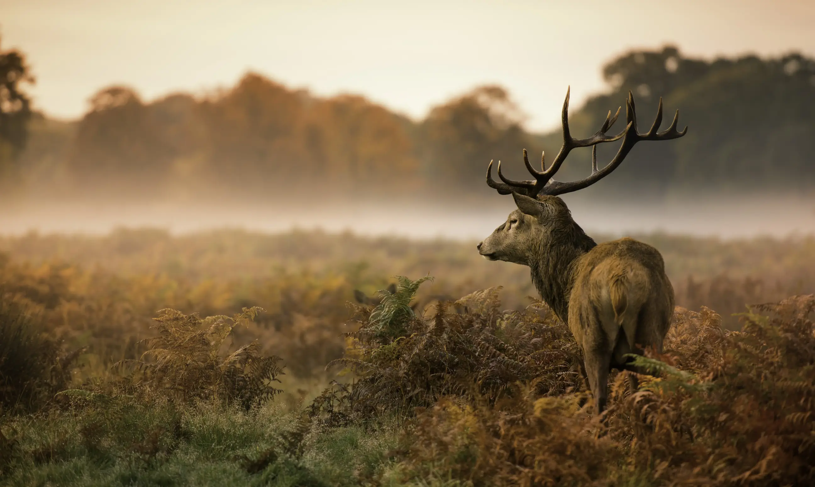 day-hero-red-stag-deer-glencoe-scotland-496154506.webp