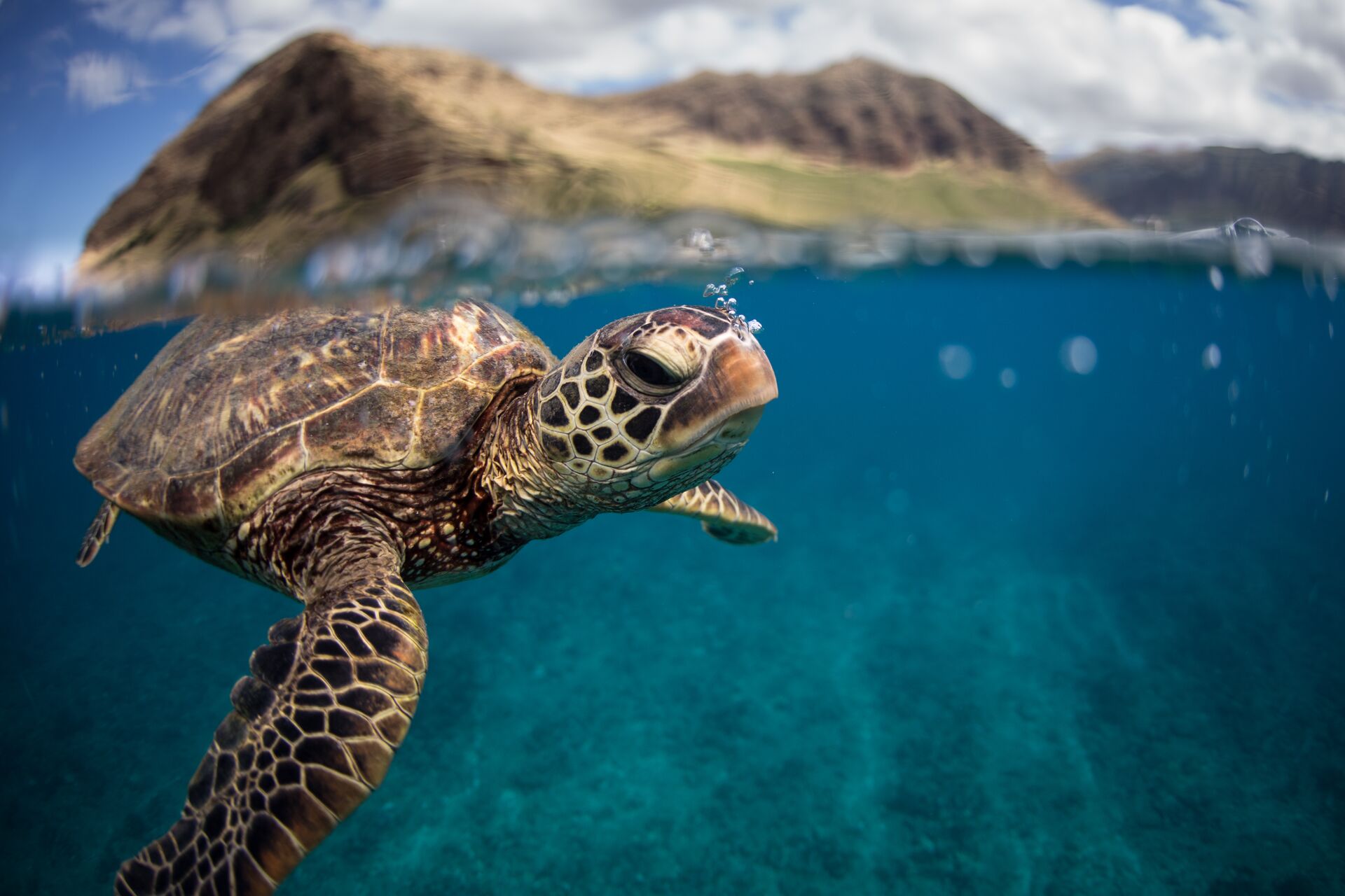 Green Sea Turtle in the water