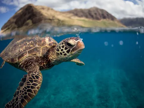 Green Sea Turtle in the water