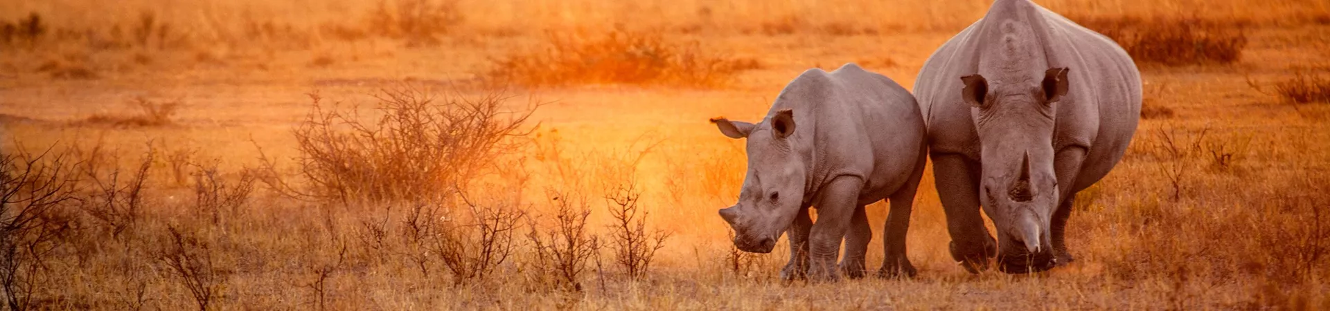 Rhinos on Safari holiday