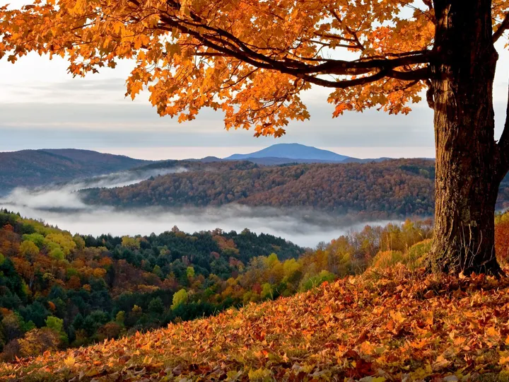 Autumnal landscape with leaves on the ground underneath a tree