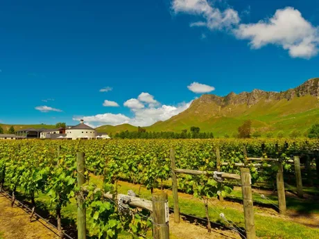 Waiheke Usland Wineyard New Zealand