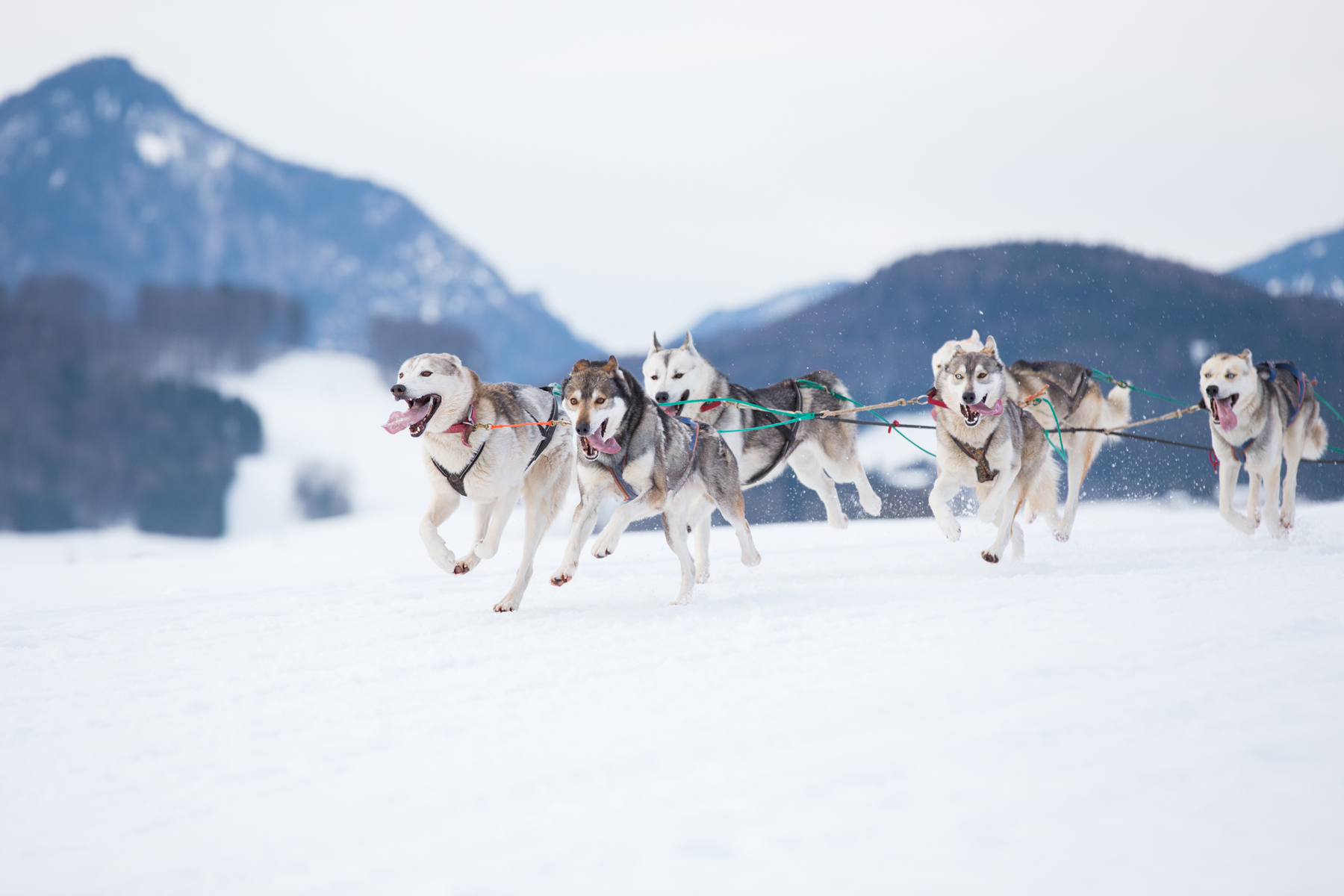 dog-sledding-talkeetna-alaska-usa.jpg