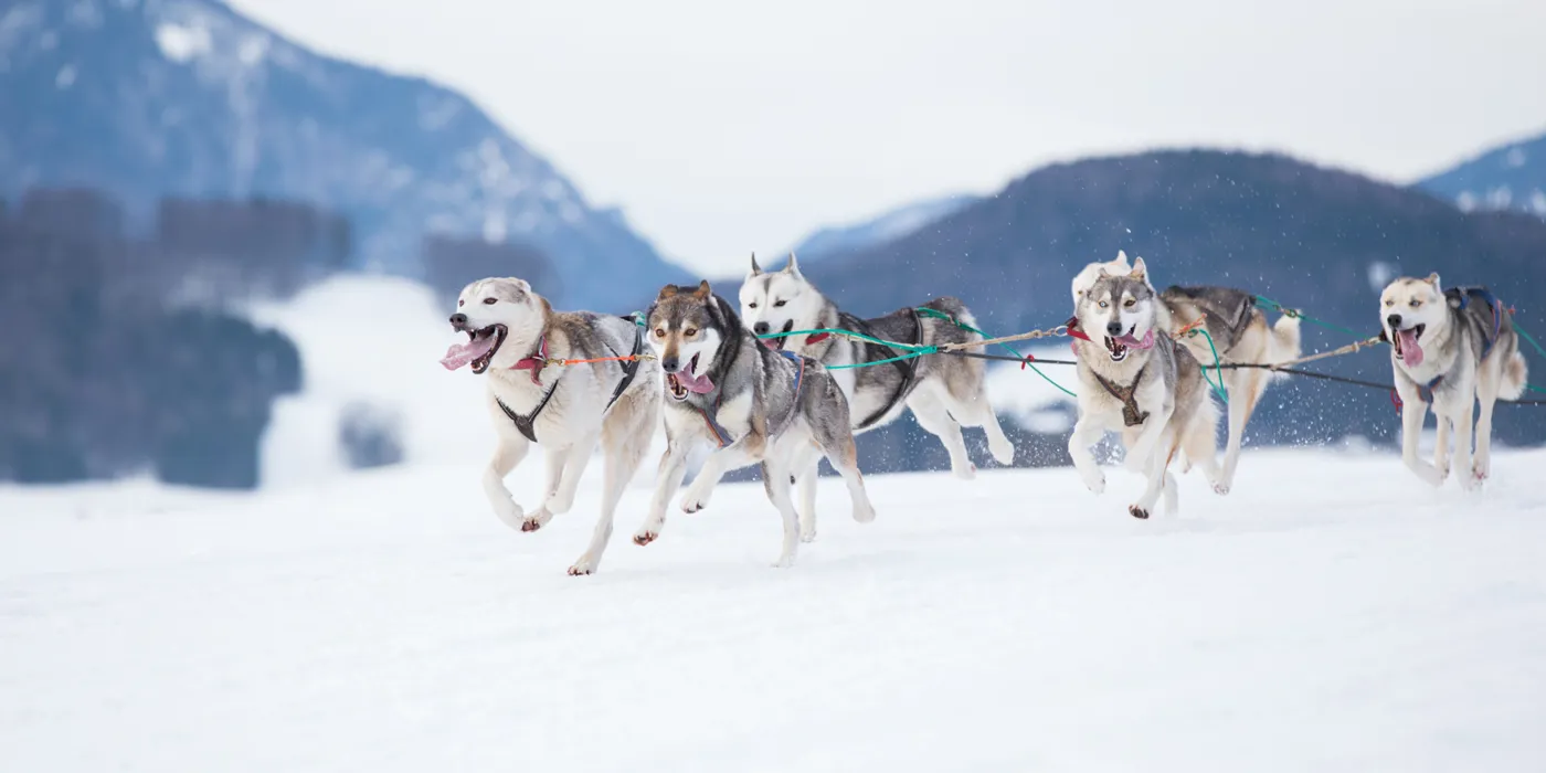 dog-sledding-talkeetna-alaska-usa.jpg