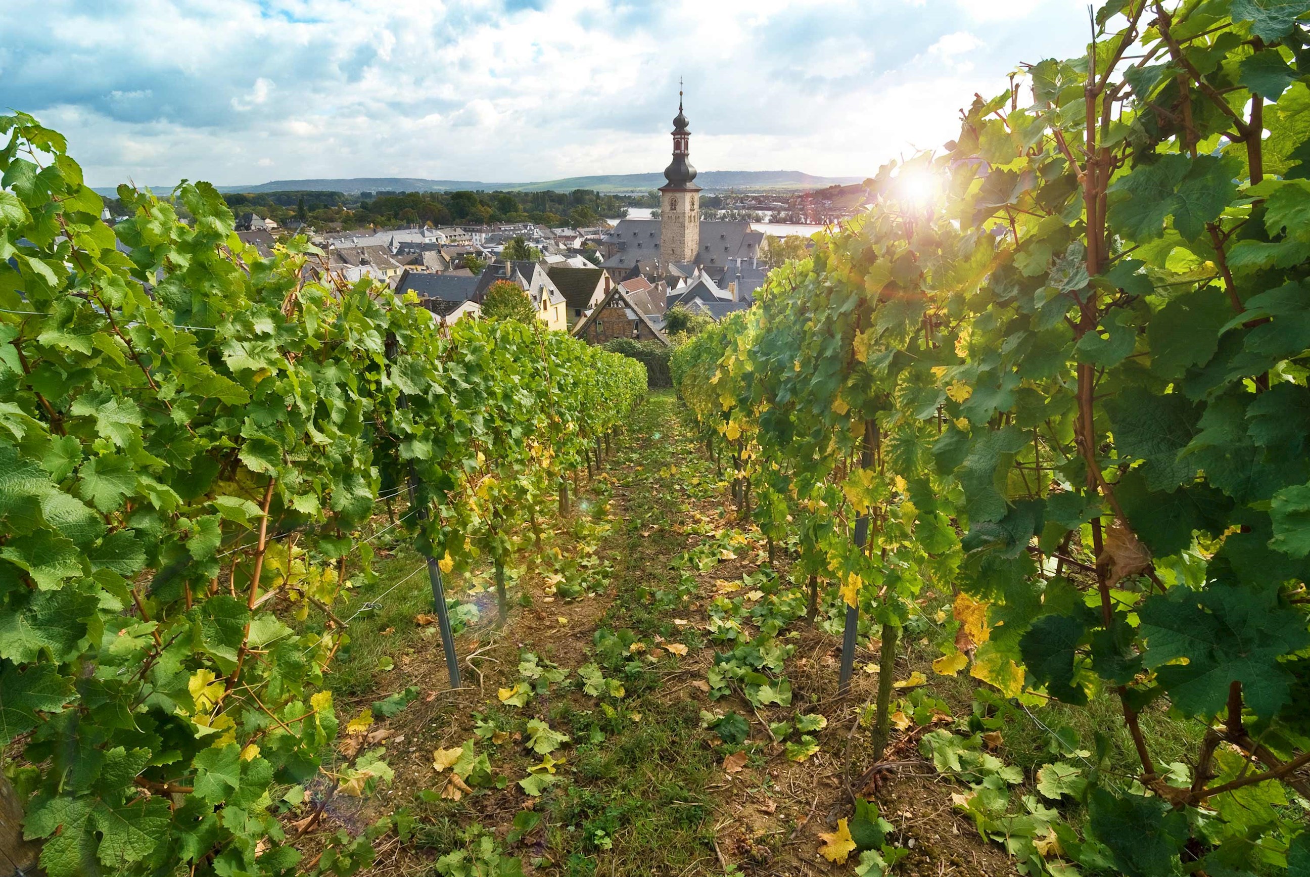 View through vineyards toward a village in Rhineland, Germany 