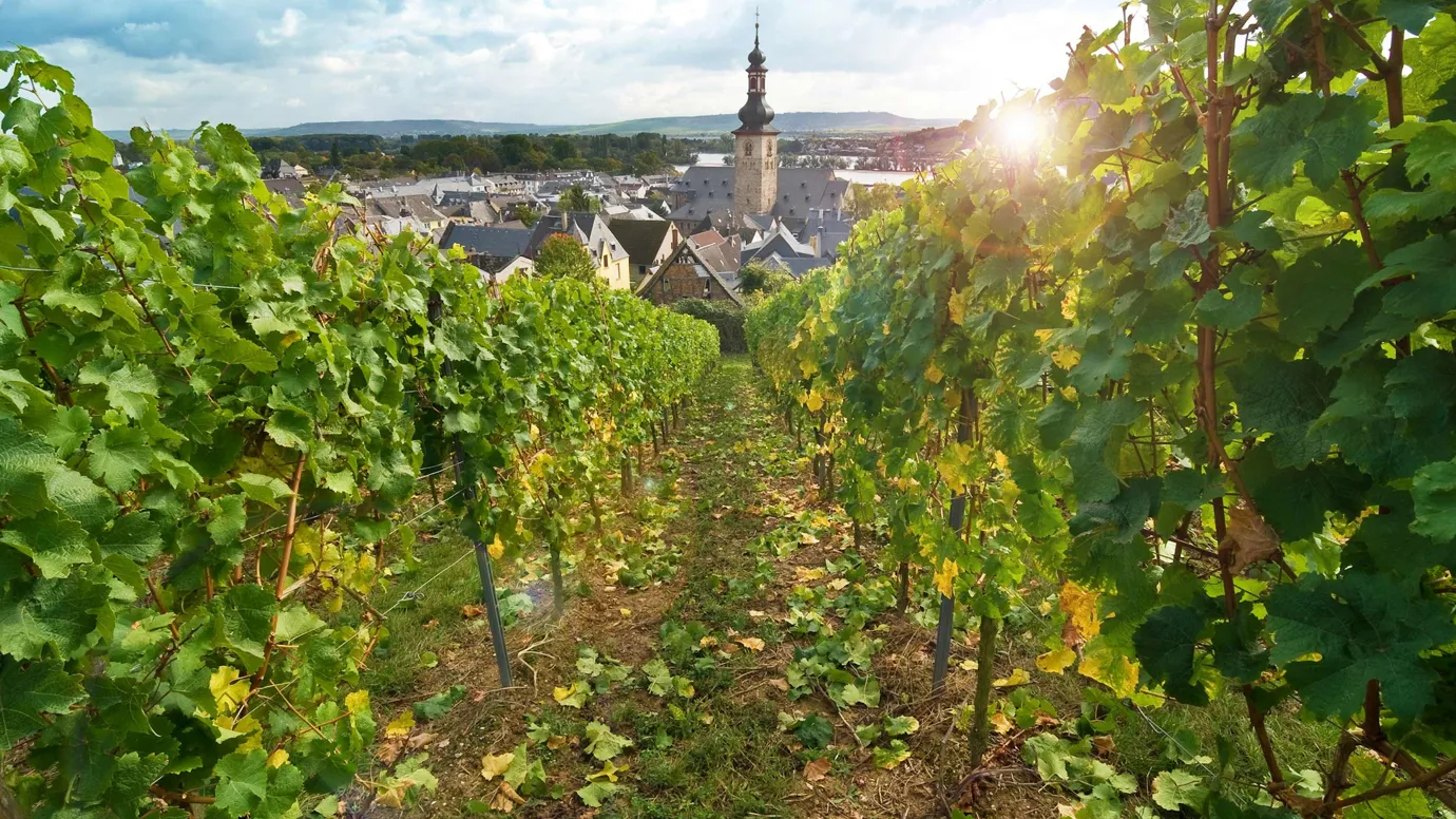 View through vineyards toward a village in Rhineland, Germany