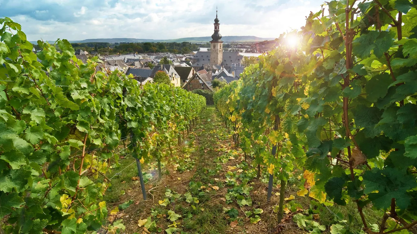 View through vineyards toward a village in Rhineland, Germany
