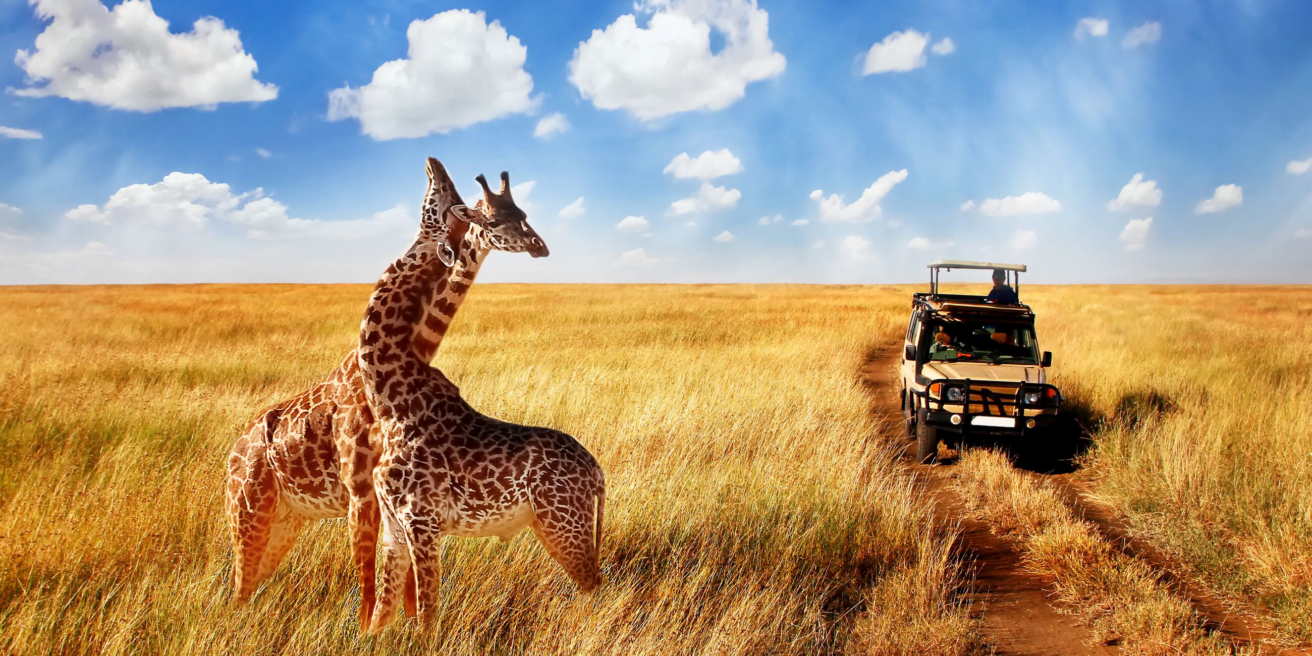 Giraffes In African Savannah with a jeep in the background in Tanzania National Park, Serengeti, Africa