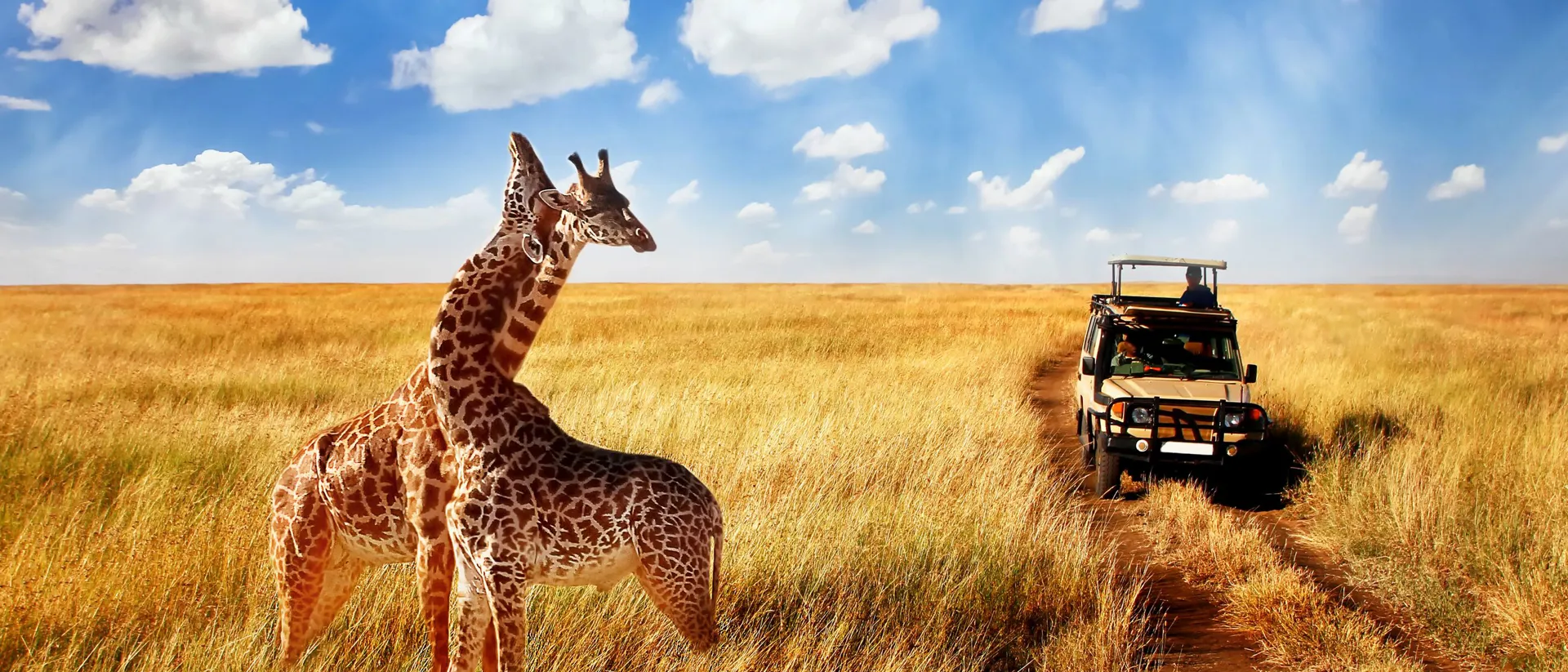 Giraffes In African Savannah with a jeep in the background in Tanzania National Park, Serengeti, Africa