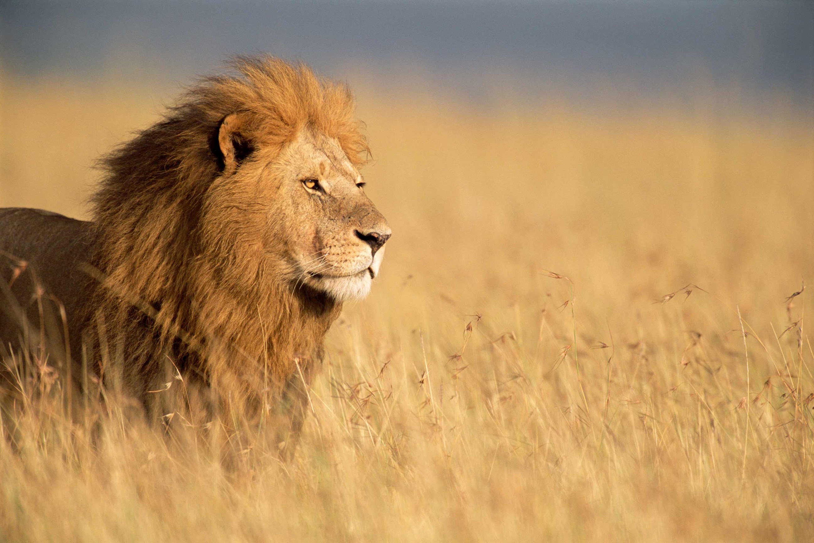 Male lion standing in tall golden grass on African savanna
