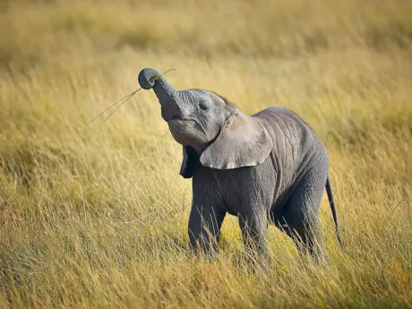 Baby Elephants Sheldrick Wildlife Trust Elephant Orphanage Nairobi National Park Kenya