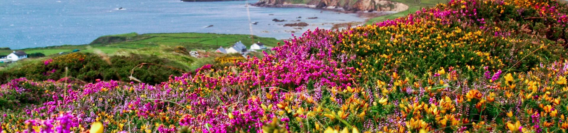 Different coloured plants by the sea