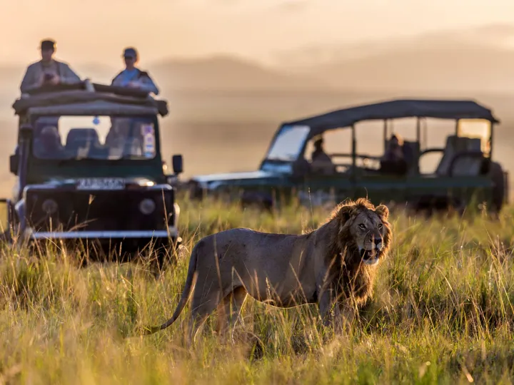 Lion in the foreground with two tour vehicles behind in the distance