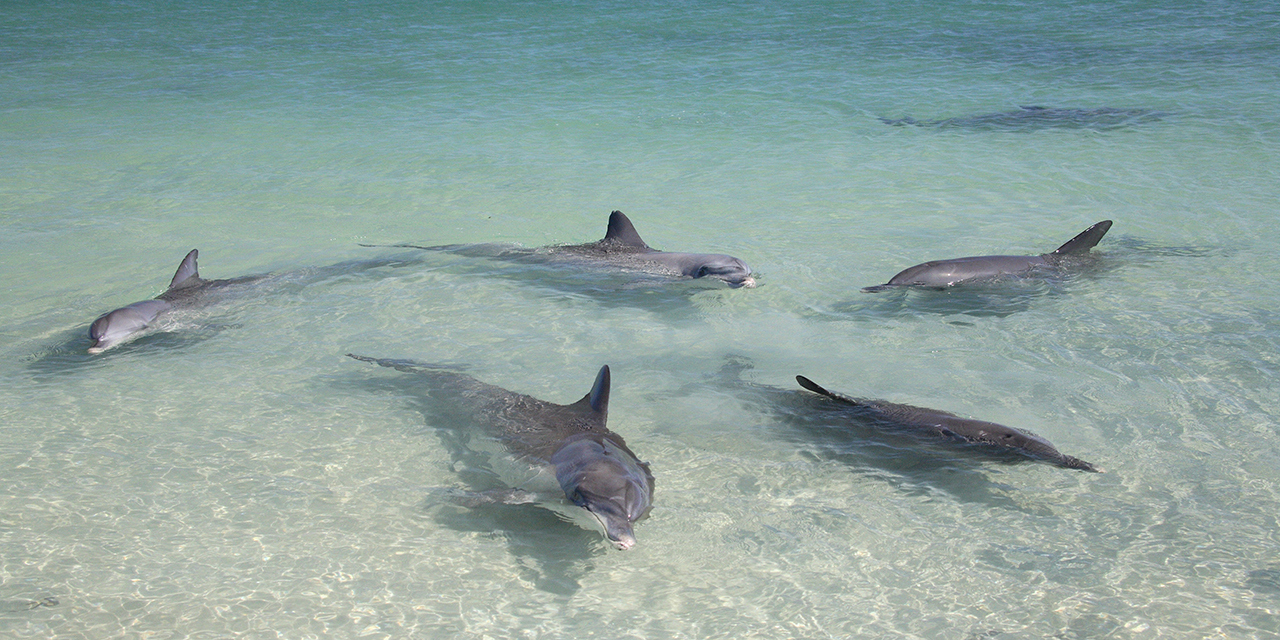 monkey-mia-dolphins-day-18.jpg