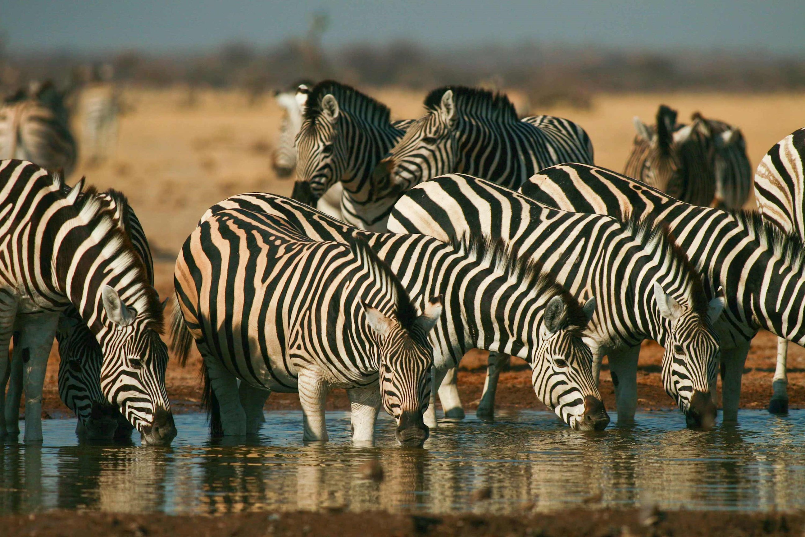 Group of zebras drinking water at a watering hole in African savanna