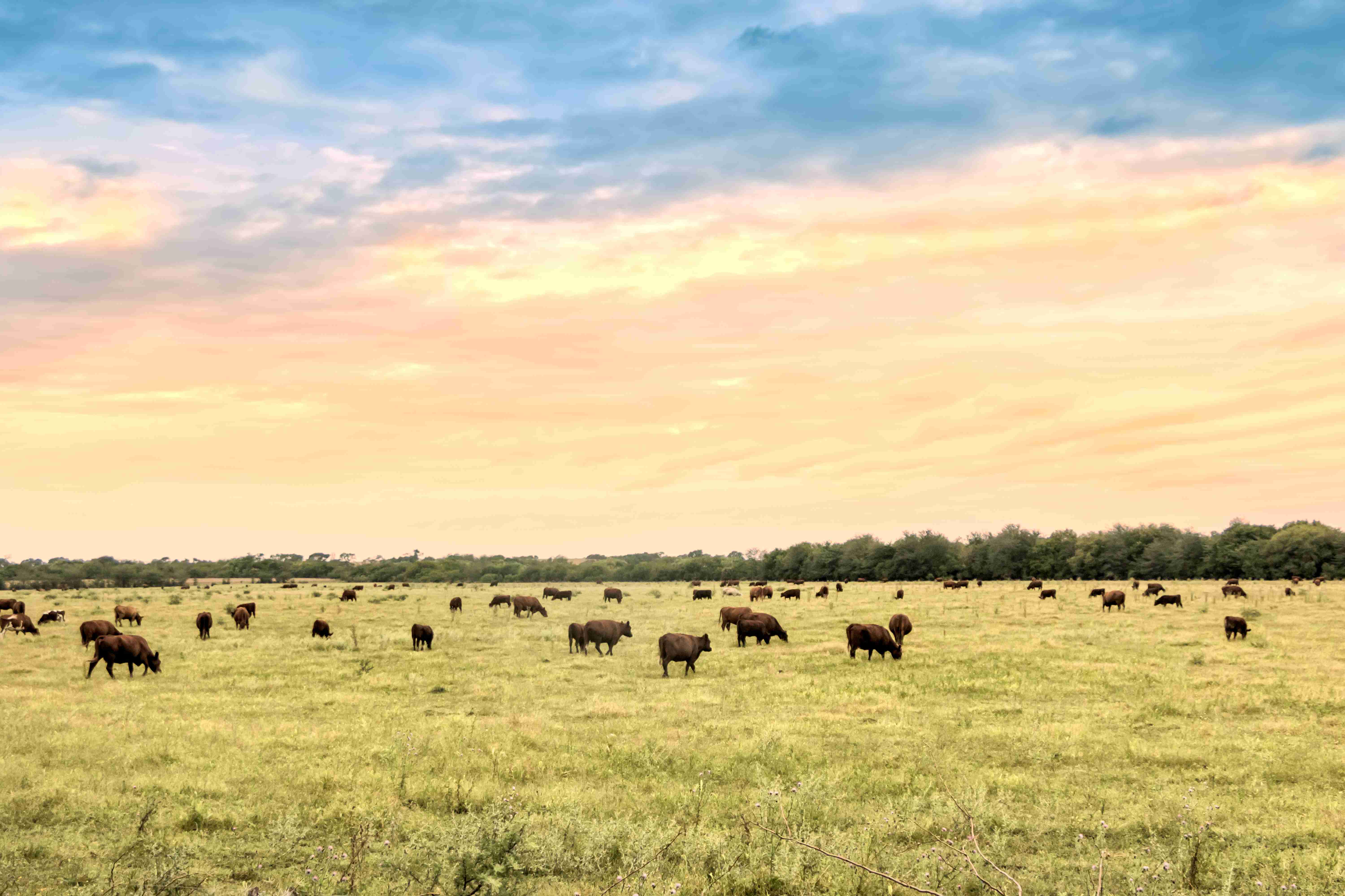 Cattle grazing in Pampas in Patagonia, Argentina