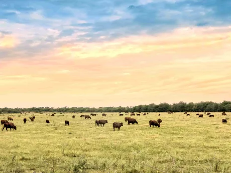 Cattle grazing in Pampas in Patagonia, Argentina