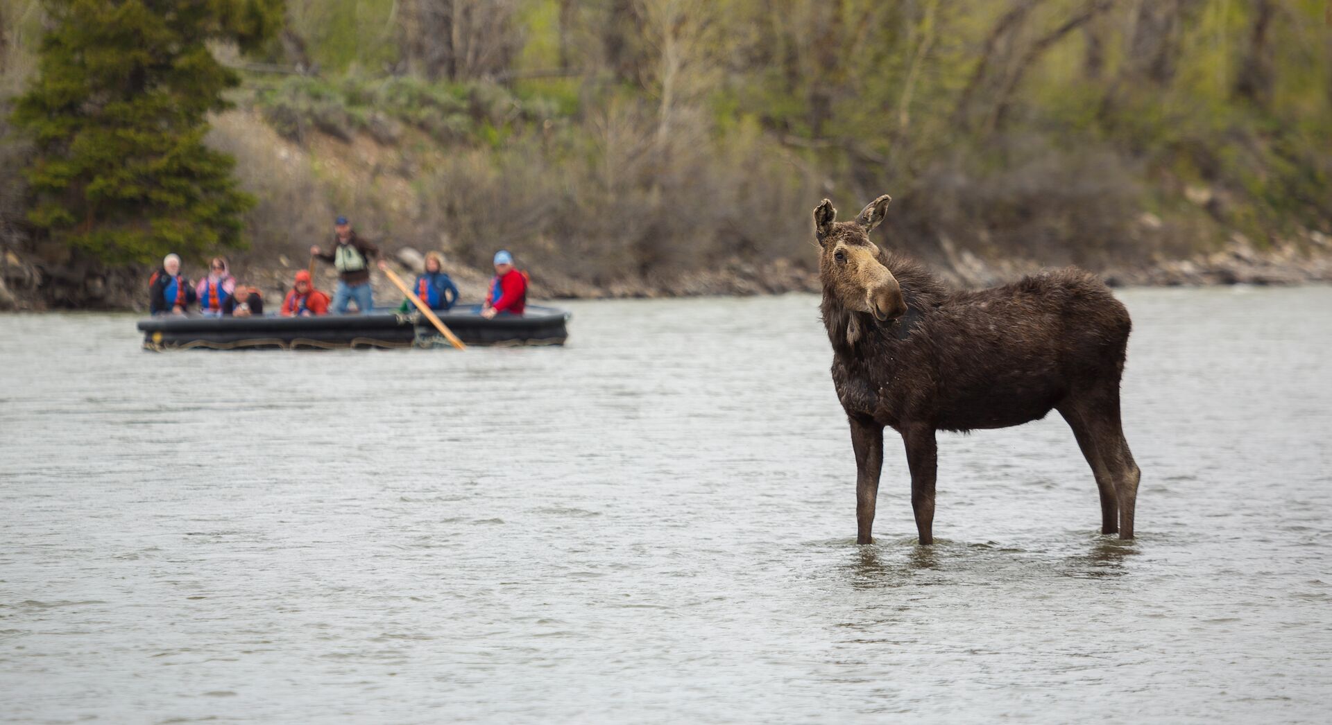 Travellers On Boat Looking At Moose