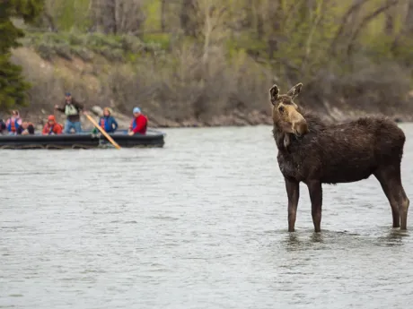 Travellers On Boat Looking At Moose