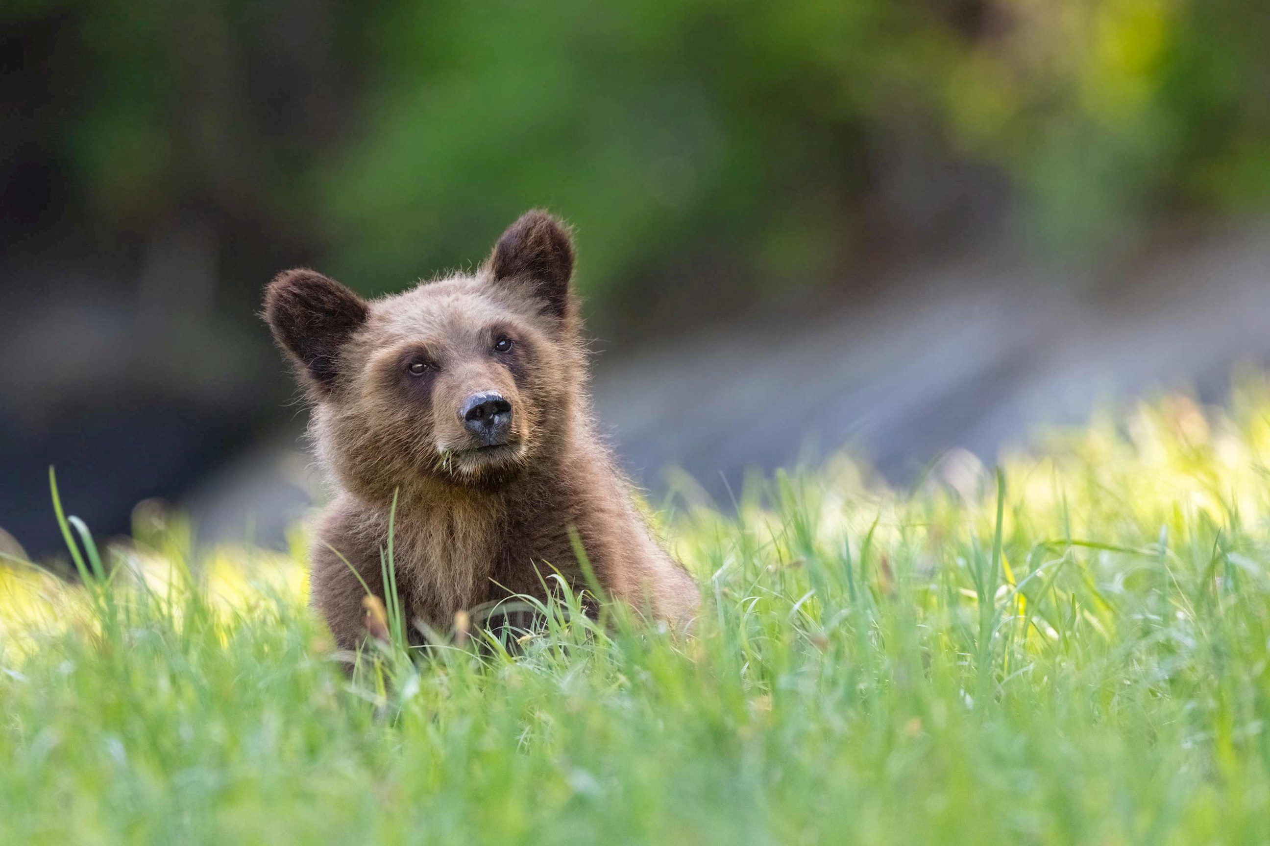 Bear Cub in Lake Louise, Canada
