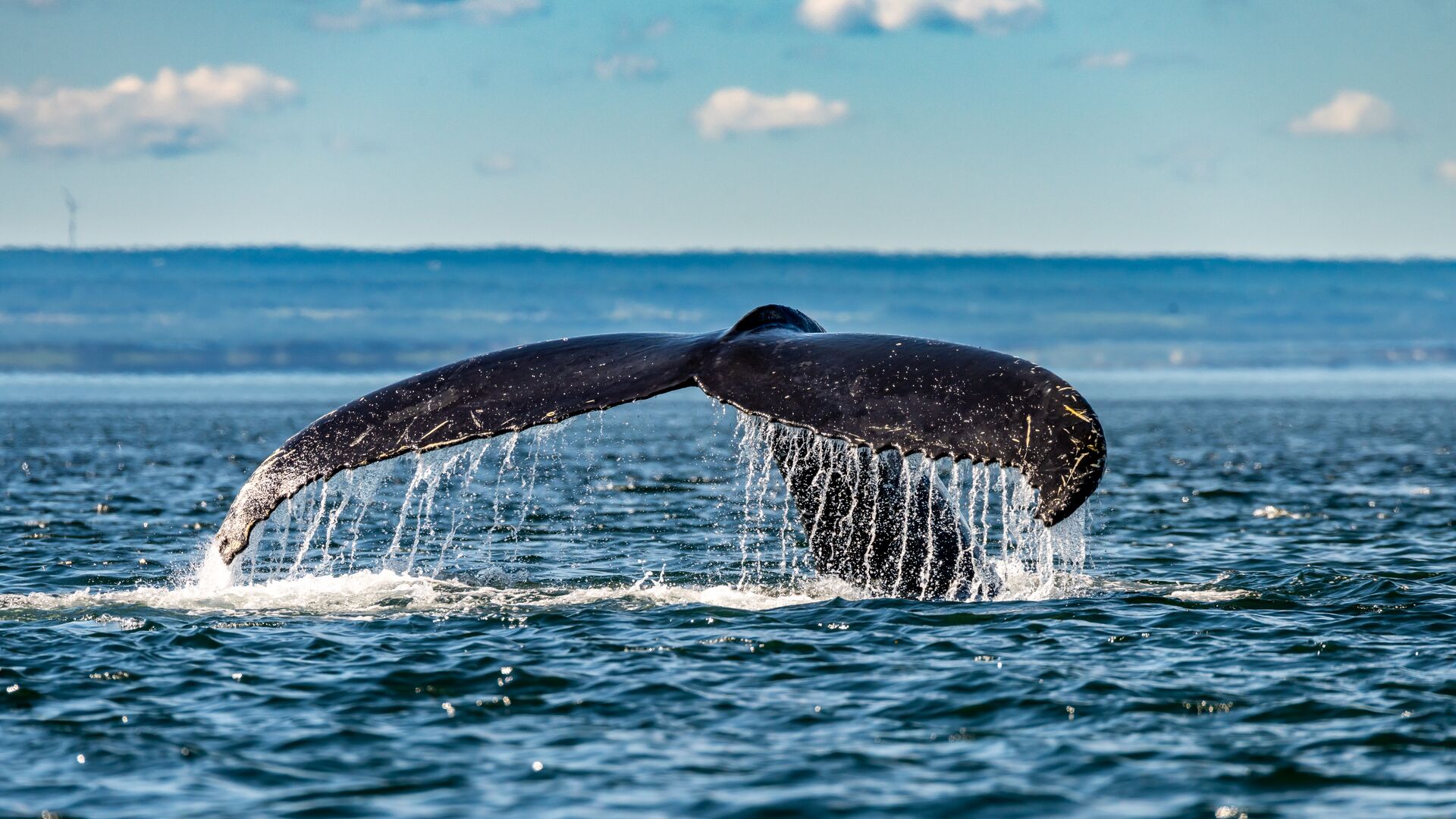 Whale tale rising out of the ocean