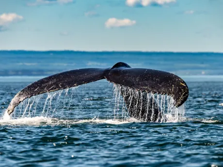 Whale tale rising out of the ocean